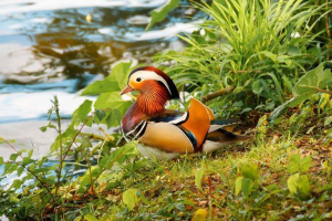 Качка мандарина - цікава та інформативна інформація про китайські качки Качка мандарина - цікава та інформативна інформація про китайські качки